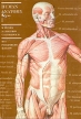 Human anatomy Volume 1 Букинистическое издание Сохранность: Хорошая Издательства: Мир, Медицина, 1985 г Суперобложка, 608 стр ISBN 5-03-000773-2, 5-03-000772-5 инфо 6793u.